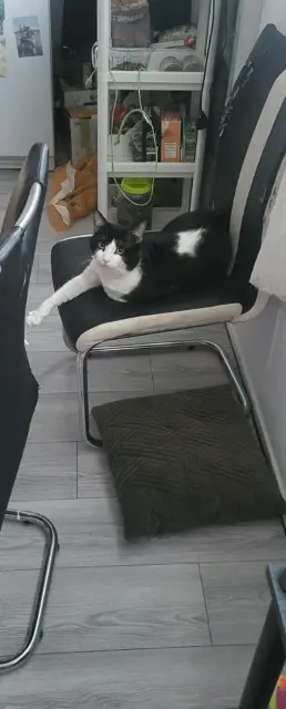 chat lost   33600 Pessac Qiqi