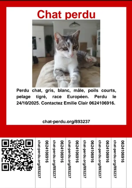 chat lost   33110 Le Bouscat Rafa