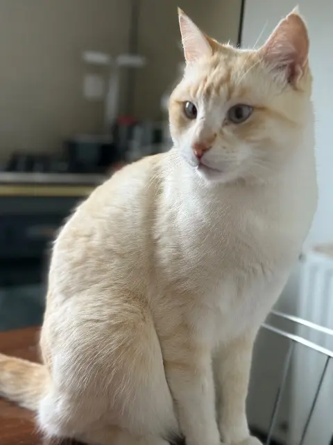 chat lost   33380 Biganos Rangi