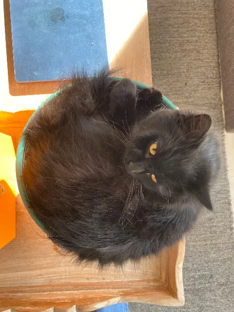 chat lost   33320 Eysines Raymond