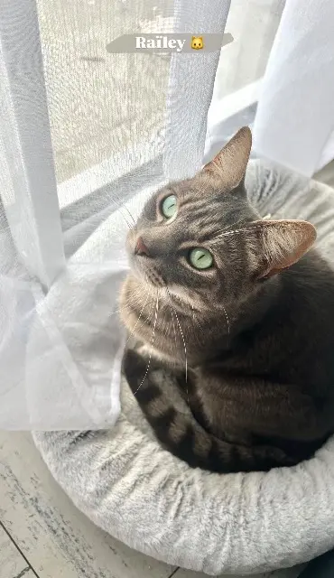 chat lost   33850 Léognan Raïley