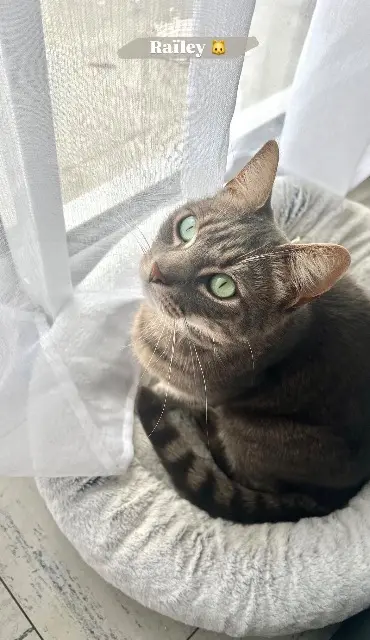 chat lost   33850 Léognan Raïley