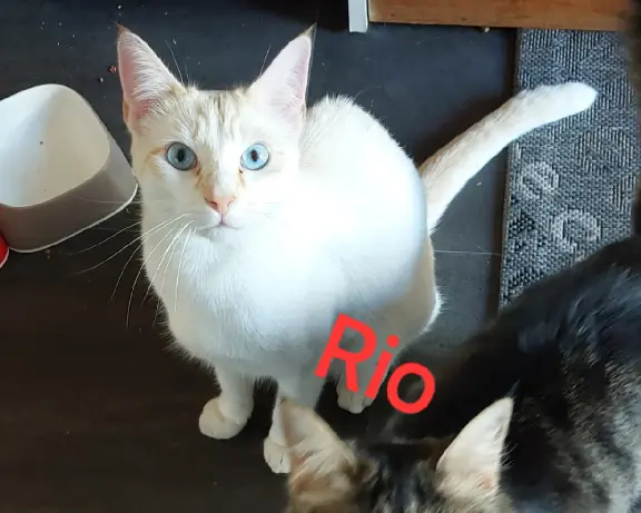 Chat Perdu 33 Gironde - Rio Chat Perdu 33 Gironde - Rio