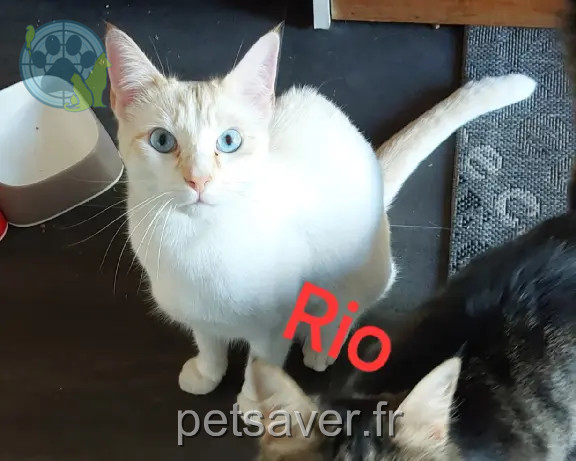 Chat Perdu 33 Gironde - Rio Chat Perdu 33 Gironde - Rio