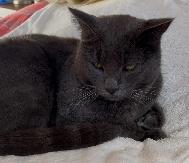 gatto perso 33190 Lamothe-Landerron Romeo gatto lost 33190 Lamothe-Landerron Romeo