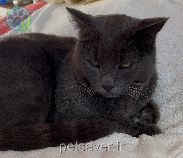 gatto perso 33190 Lamothe-Landerron Romeo gatto lost 33190 Lamothe-Landerron Romeo