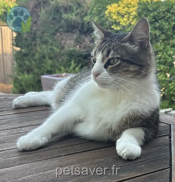 gatto lost 33700 Mérignac Romeo