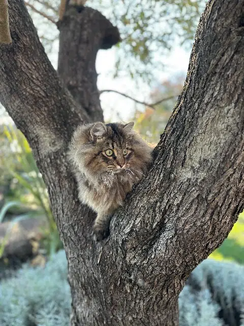 chat lost   33270 Bouliac Roméo