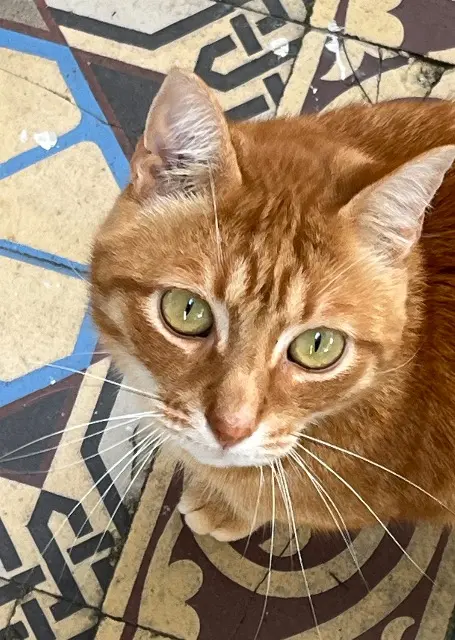 chat lost   33120 Arcachon Rothko