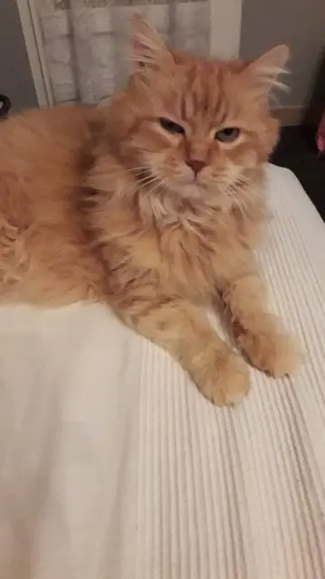 chat lost   33990 Hourtin Rouky