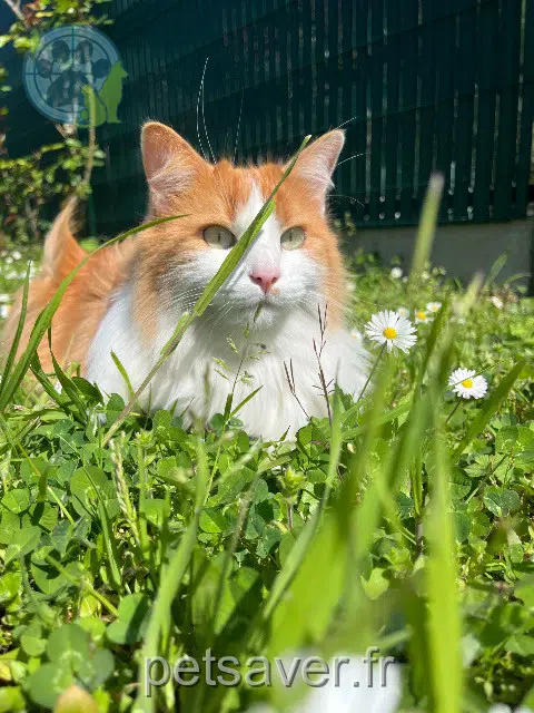 chat lost   33700 Mérignac Rouxie