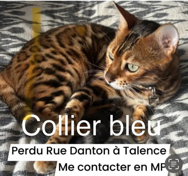 chat lost   33400 Talence Rush