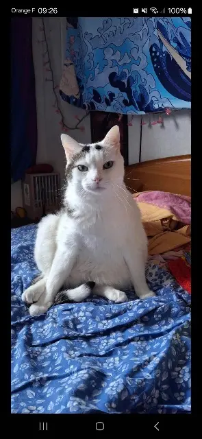 Kater vermisst 33600 Pessac Salem Kater lost 33600 Pessac Salem