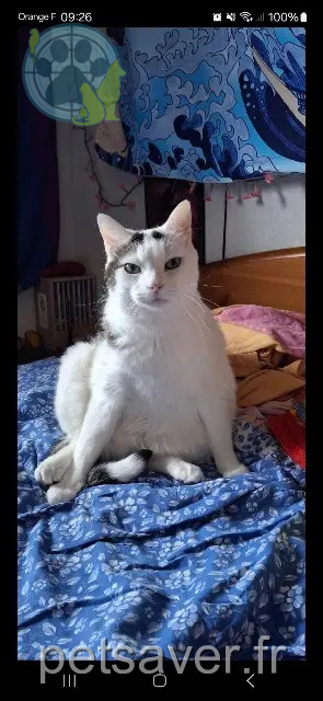 chat perdu 33600 Pessac Salem chat lost 33600 Pessac Salem