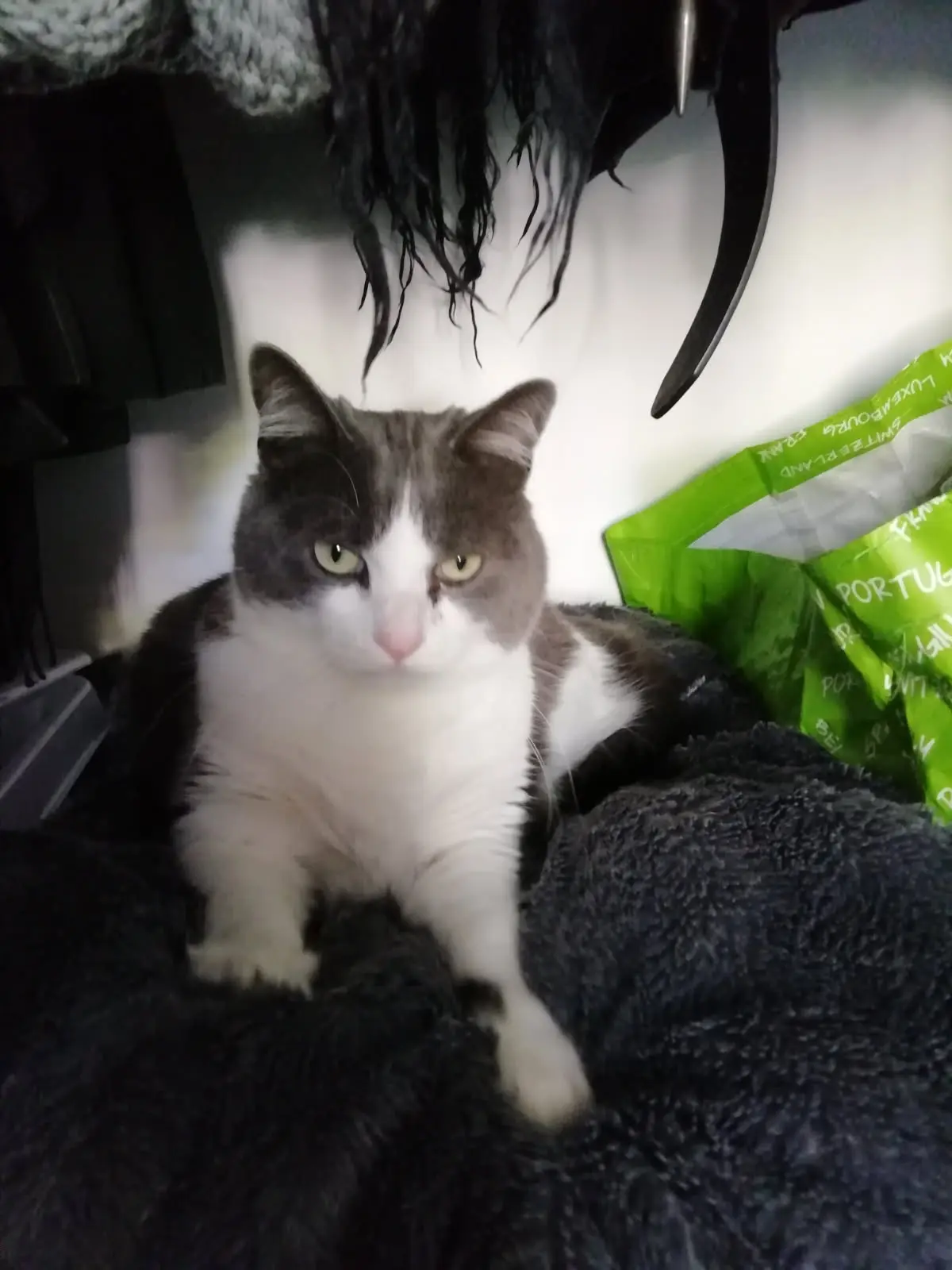 chat lost   33510 Andernos-les-Bains Samo