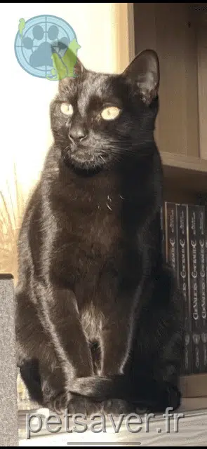 chat lost   33510 Andernos-les-Bains Saphir