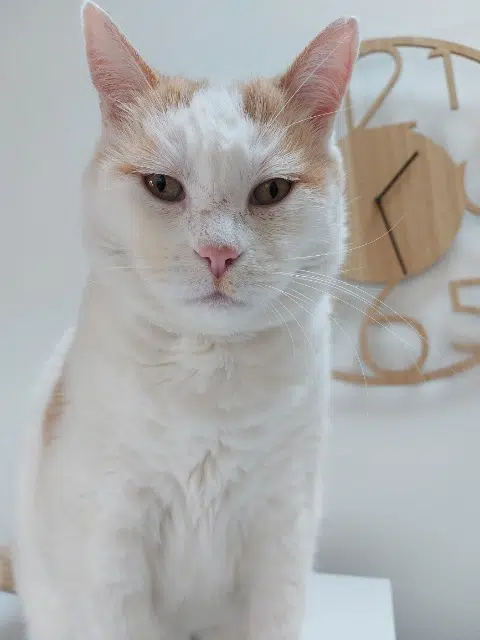 chat lost   33700 Mérignac Schmitt