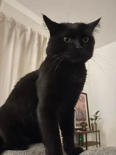 chat lost   33400 Talence Serane