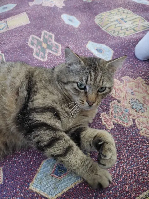 chat lost   33160 Saint-Médard-en-Jalles Seth