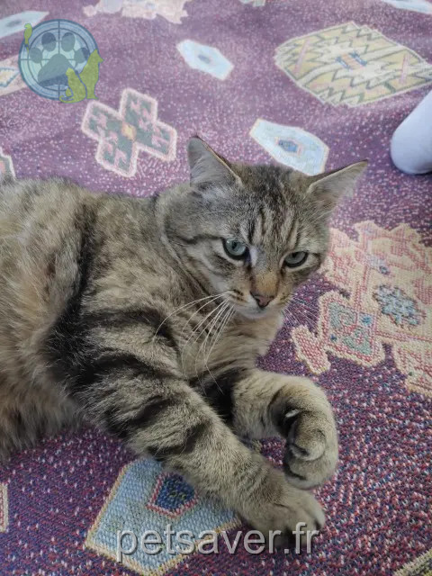 gato perdido 33160 Saint-Médard-en-Jalles Seth gato lost 33160 Saint-Médard-en-Jalles Seth