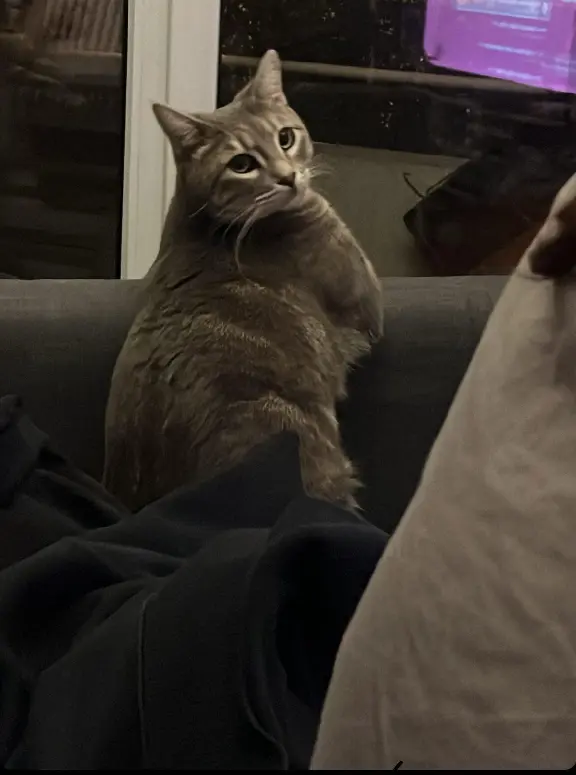 Chat Perdu 33 Gironde - Seth Chat Perdu 33 Gironde - Seth