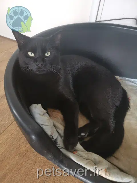 chat lost   33350 Saint-Magne-de-Castillon Shadow