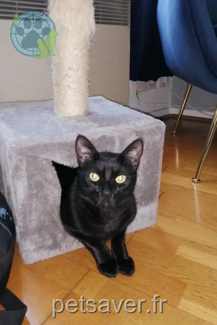 gato perdido 33240 Lugon-et-l'Île-du-Carnay Shalimar gato lost 33240 Lugon-et-l'Île-du-Carnay Shalimar