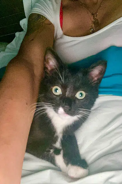 chat lost   33550 Haux Shoko