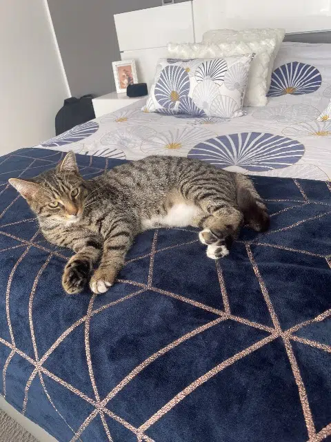 chat lost   33920 Saint-Savin Simba