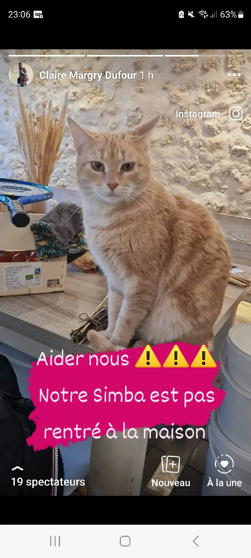 Chat Perdu 33 Gironde - Simba Chat Perdu 33 Gironde - Simba