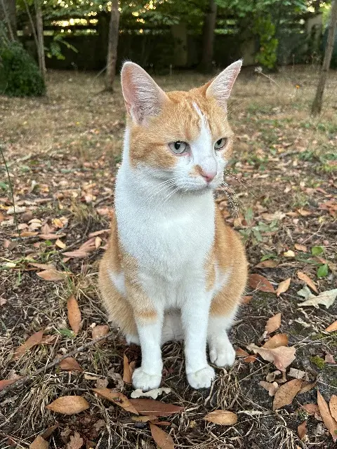 chat lost   33290 Blanquefort Simba