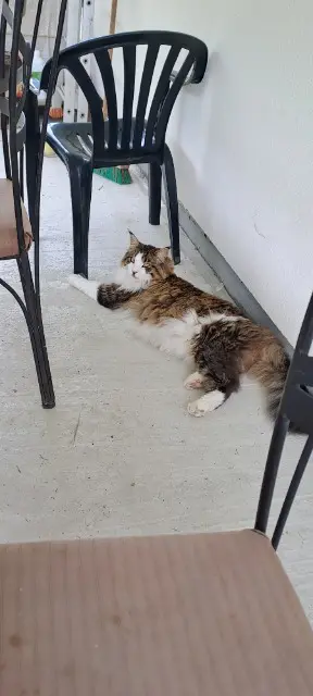 chat lost   33290 Parempuyre Sixt