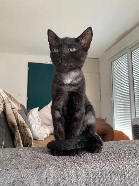 chat lost   33710 Tauriac Snickers