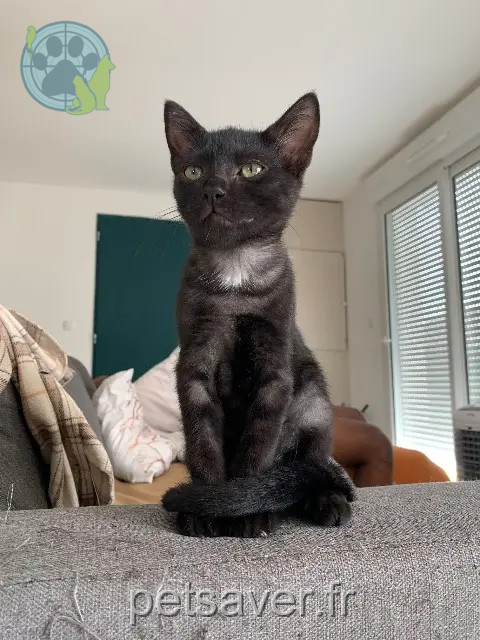 kater vermist 33710 Tauriac Snickers kater lost 33710 Tauriac Snickers