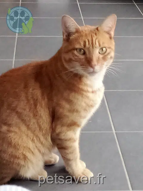 chat lost 33870 Vayres Snoopy
