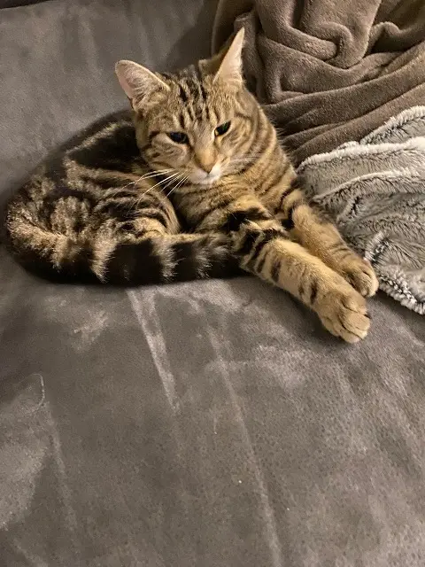 chat lost   33140 Villenave-d'Ornon Souky