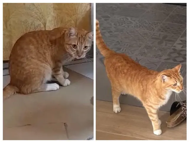 chat lost   33700 Mérignac Steban