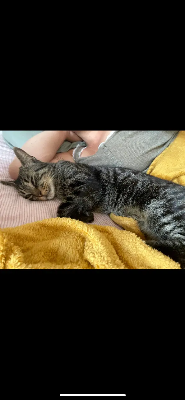 Chat Perdu 33 Gironde - Stoo Chat Perdu 33 Gironde - Stoo