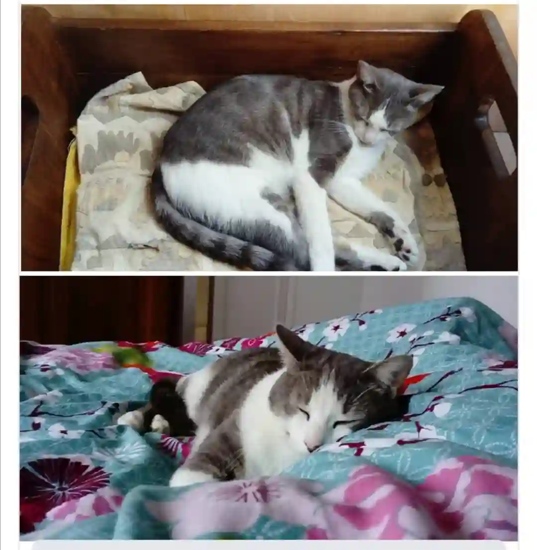 Chat Perdu 33 Gironde - Stuart-little Chat Perdu 33 Gironde - Stuart-little