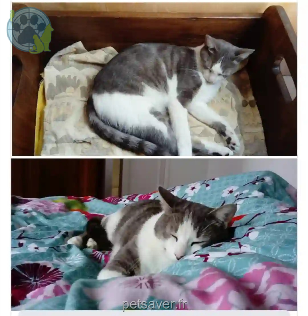 Chat Perdu 33 Gironde - Stuart-little Chat Perdu 33 Gironde - Stuart-little