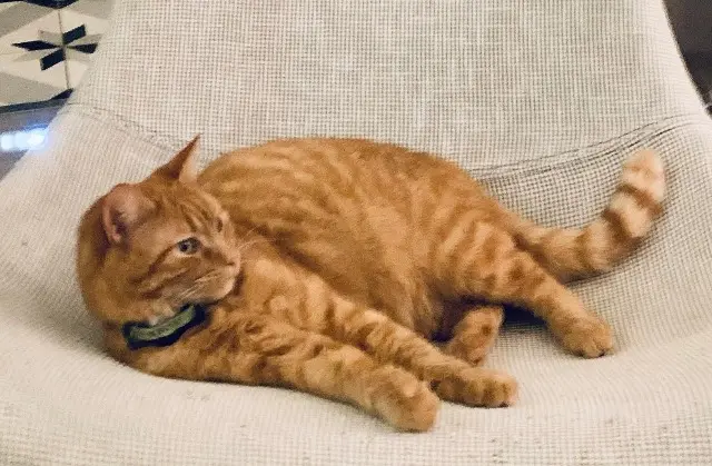 chat lost   33520 Bruges Sully