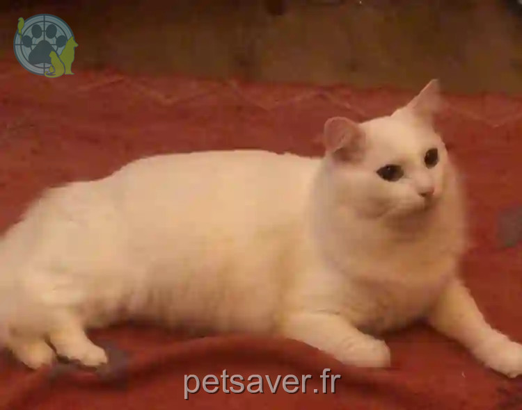 Chat Perdu 33 Gironde - Sully Chat Perdu 33 Gironde - Sully