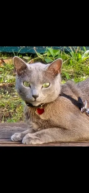 chat lost   33600 Pessac Sylver