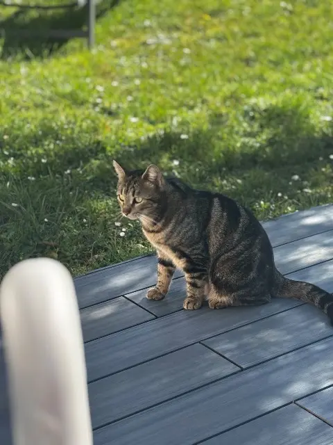 chat lost   33240 Saint-Laurent-d'Arce Tartine