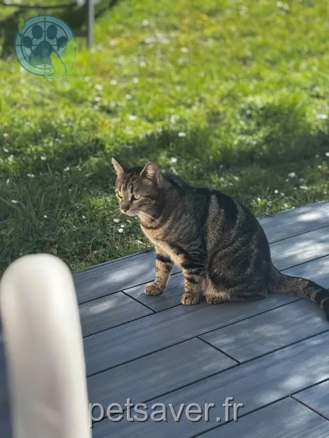 kater vermist 33240 Saint-Laurent-d'Arce Tartine kater lost 33240 Saint-Laurent-d'Arce Tartine
