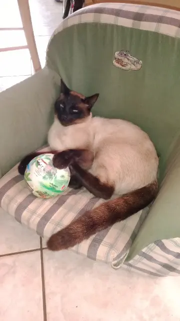 chat lost   33750 Beychac-et-Caillau Tarzan