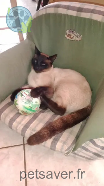gatto perso 33750 Beychac-et-Caillau Tarzan gatto lost 33750 Beychac-et-Caillau Tarzan
