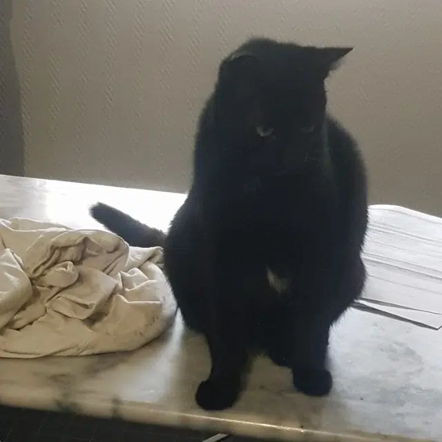 chat lost   33440 Ambarès-et-Lagrave Tazzer