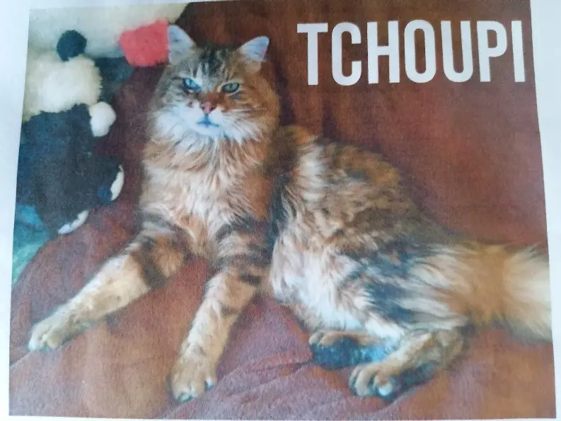 Chat Perdu 33 Gironde - Tchoupi Chat Perdu 33 Gironde - Tchoupi