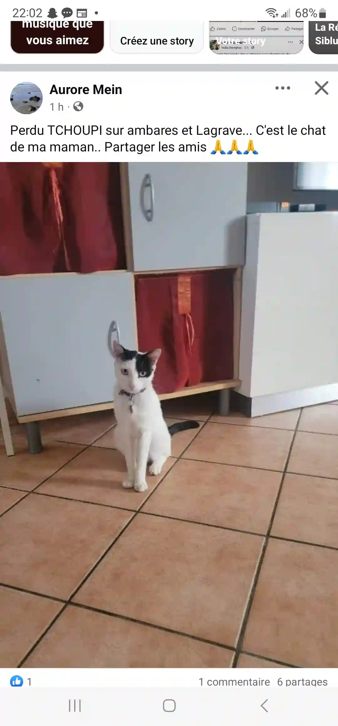 Chat Perdu 33 Gironde - Tchoupy Chat Perdu 33 Gironde - Tchoupy